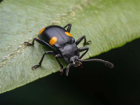 philippine bugs|Beetles of the Philippines's Check List · iNaturalist.
